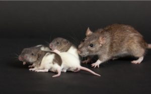 Seberapa Cepat Tikus Berkembang Biak? Fakta dan Cara Mengatasinya