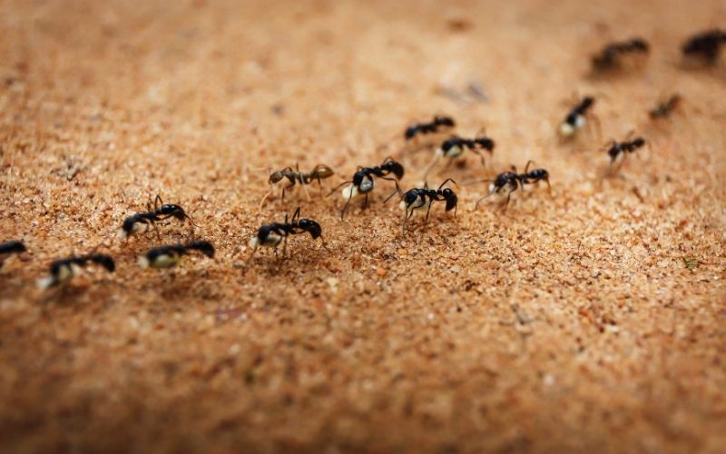 Kenapa Semut Tiba-Tiba Muncul Banyak di Rumah? Ini Penyebab dan Cara Mengatasinya