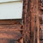 Mau Beli Rumah Bekas? Begini Cara Cek Rayap Sebelum Beli Rumah
