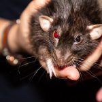 Penyakit yang Ditularkan Tikus ke Manusia — Ini yang Harus Anda Tahu