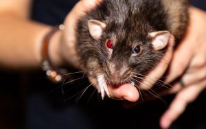 Penyakit yang Ditularkan Tikus ke Manusia — Ini yang Harus Anda Tahu
